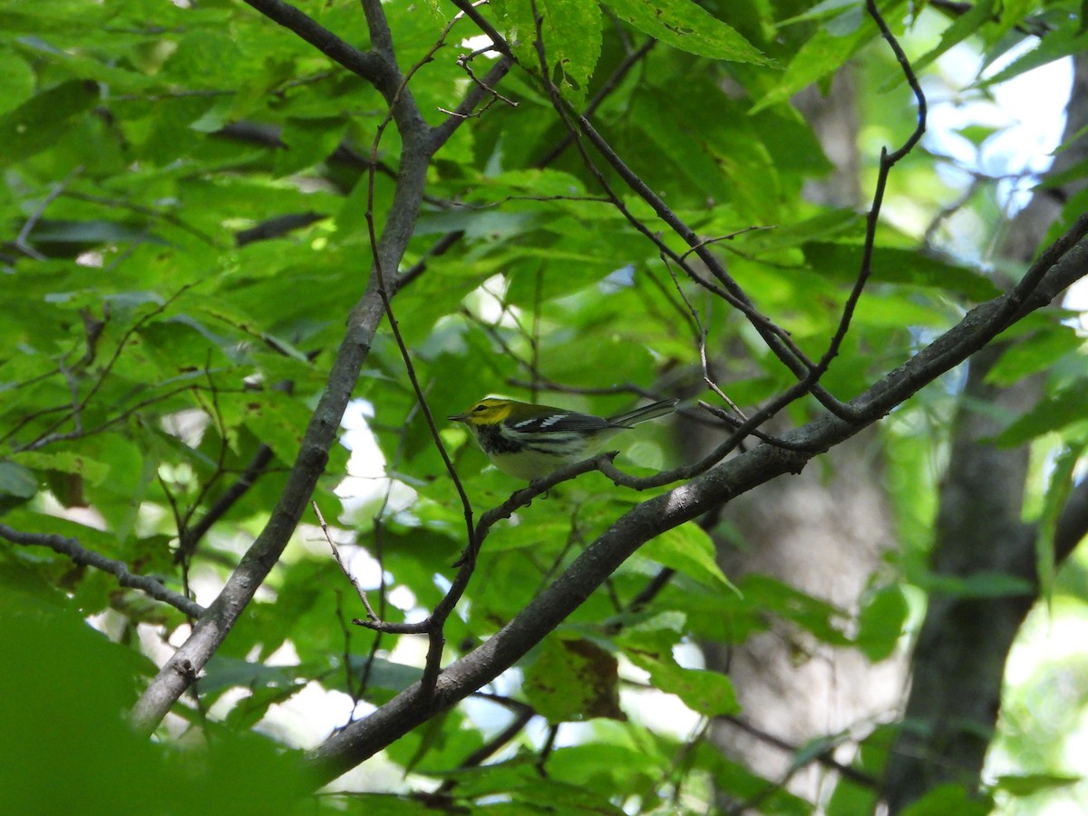 Black-throated Green Warbler - ML641514957