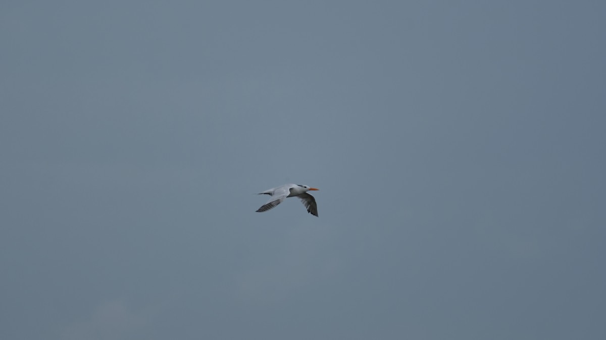 Royal Tern - ML641514965