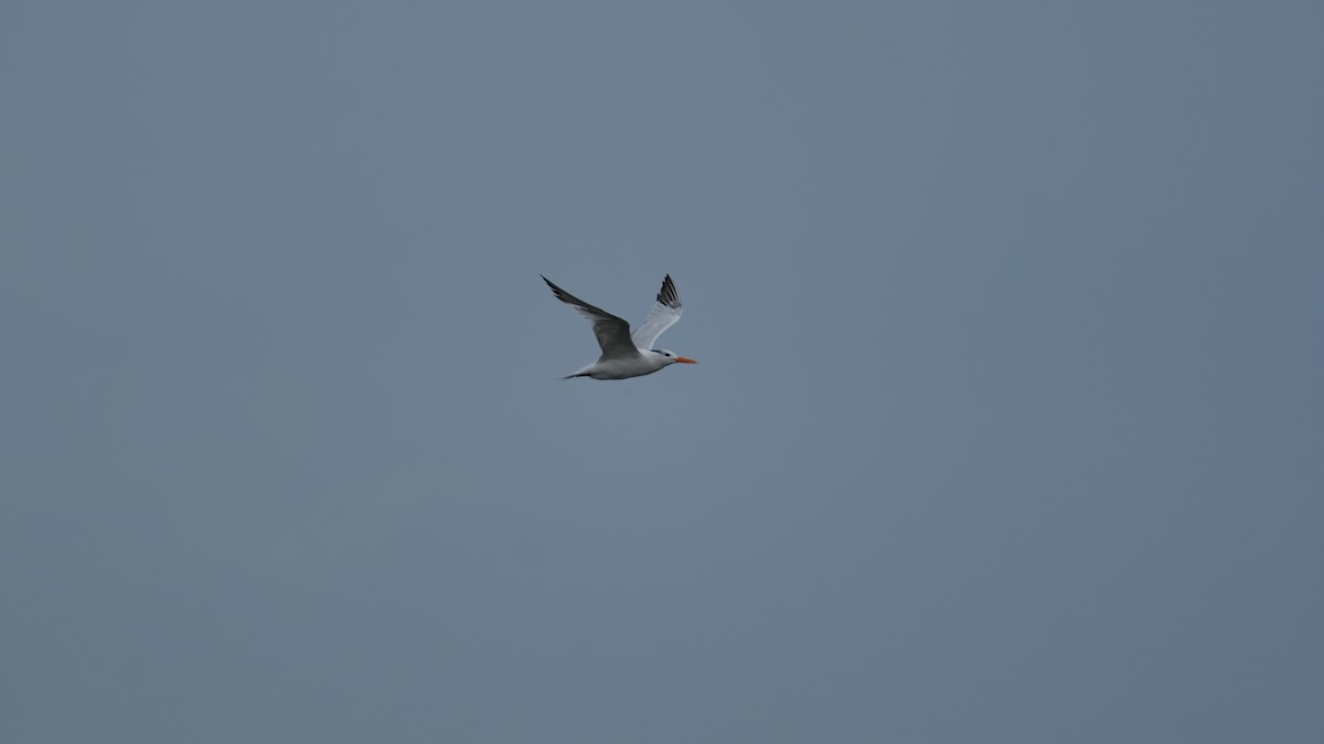 Royal Tern - ML641514970