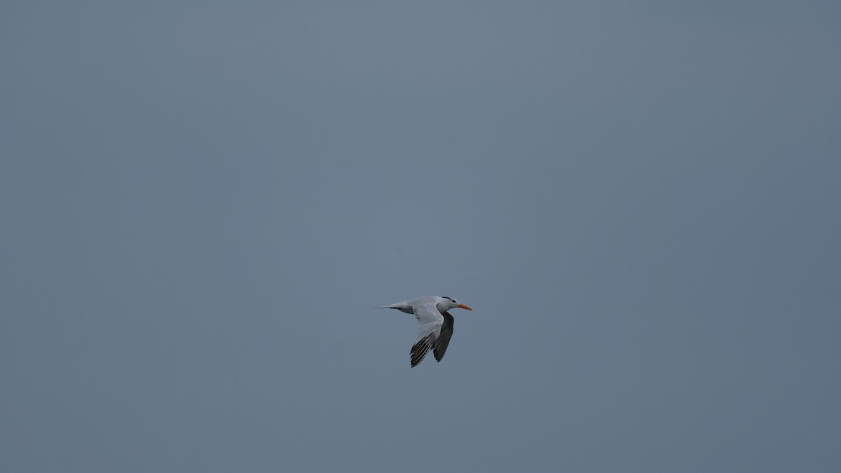 Royal Tern - ML641514978