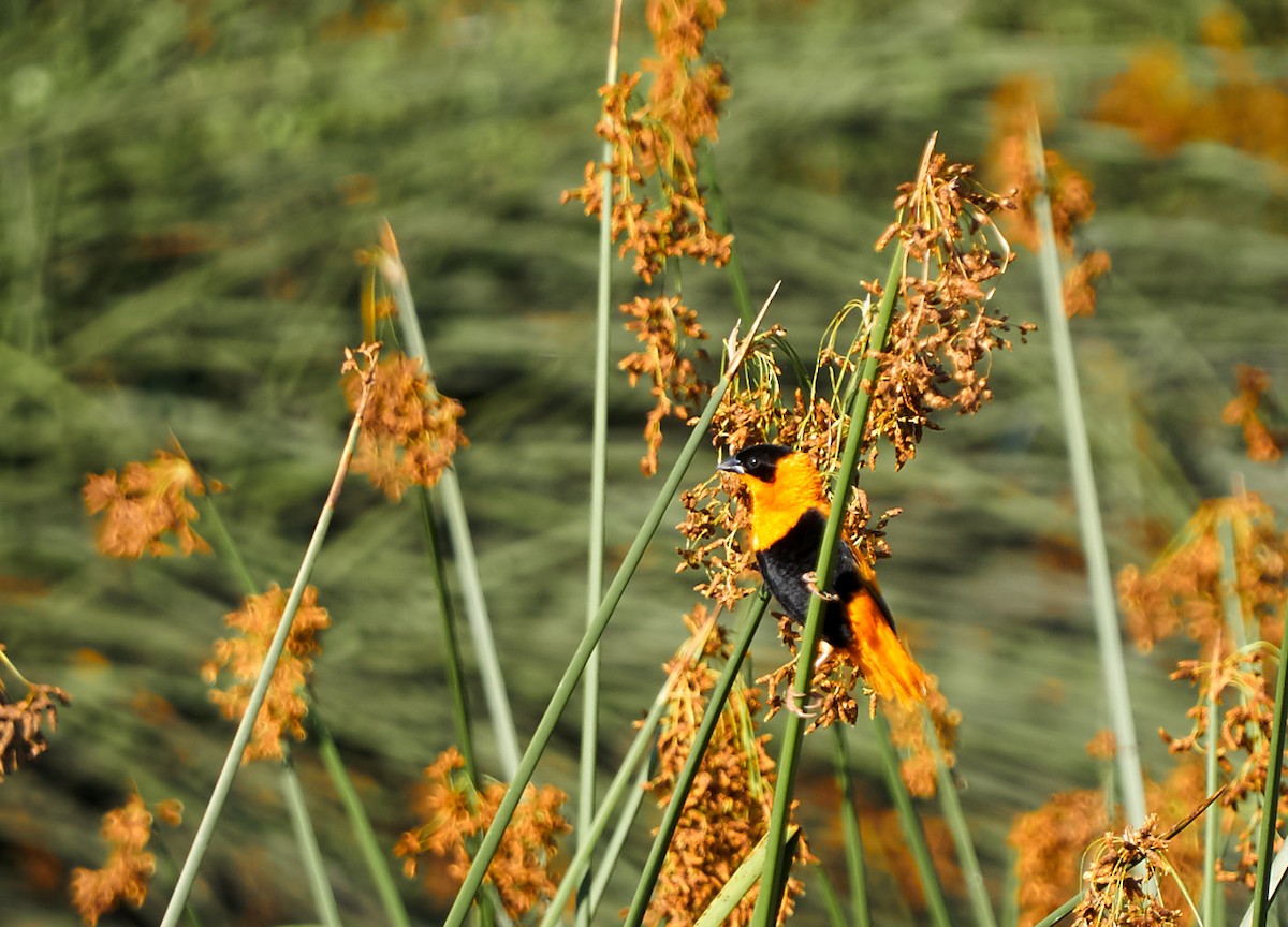 Northern Red Bishop - ML641514979