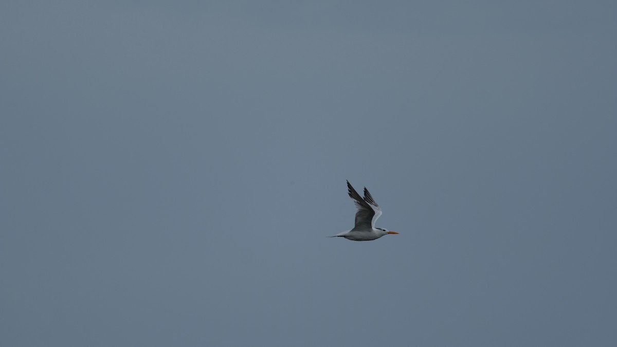 Royal Tern - ML641514987