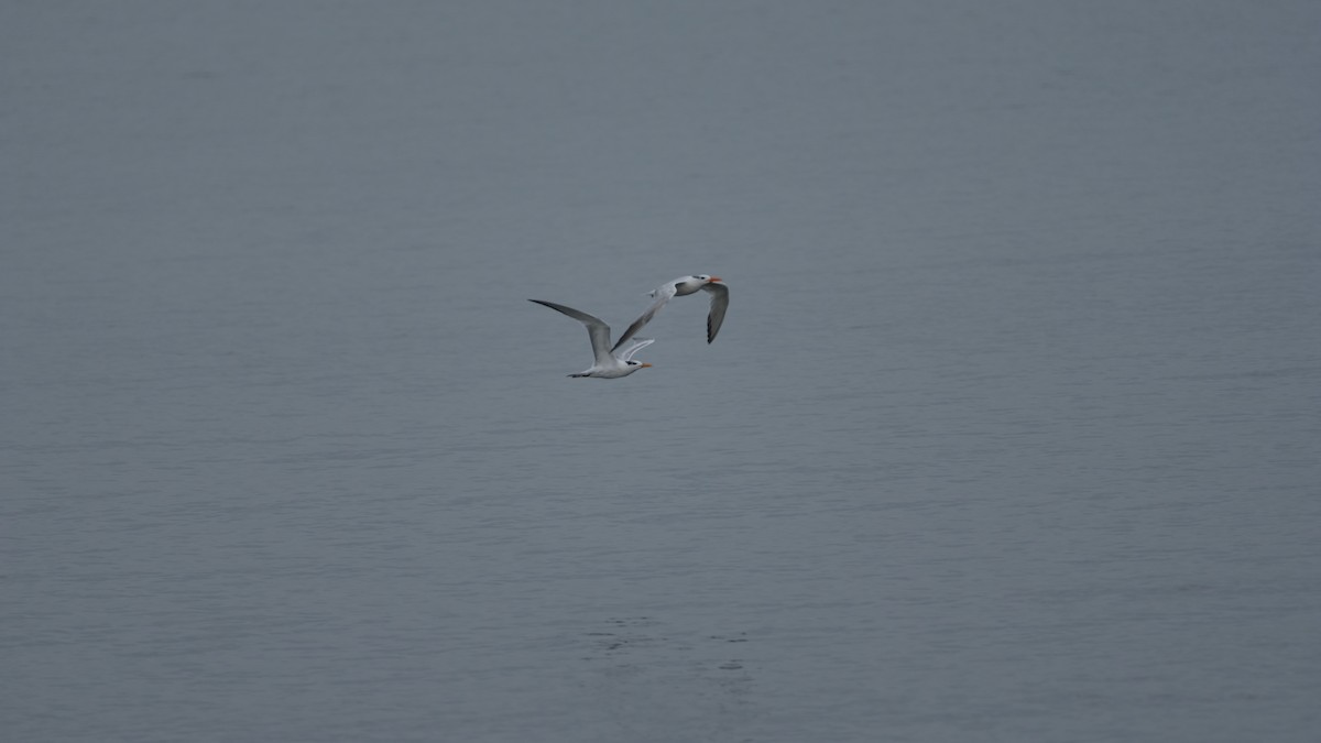 Royal Tern - ML641514995