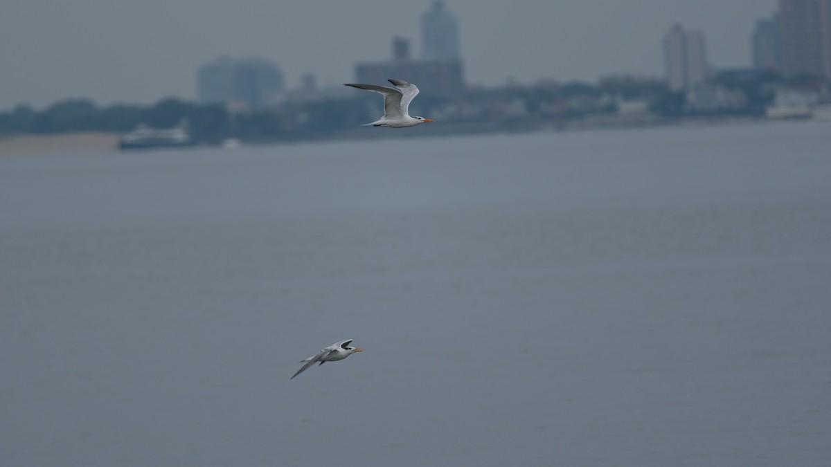 Royal Tern - ML641515000