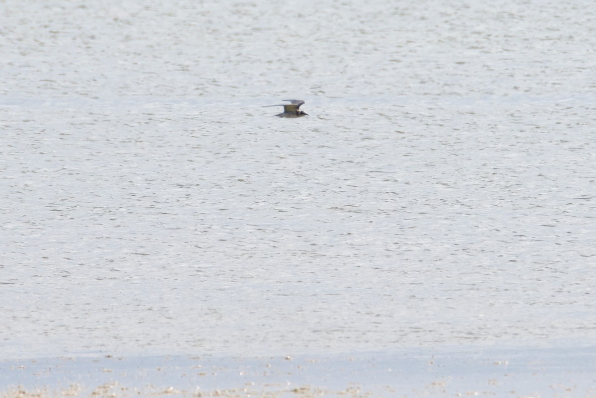 Trauerseeschwalbe - ML641515003