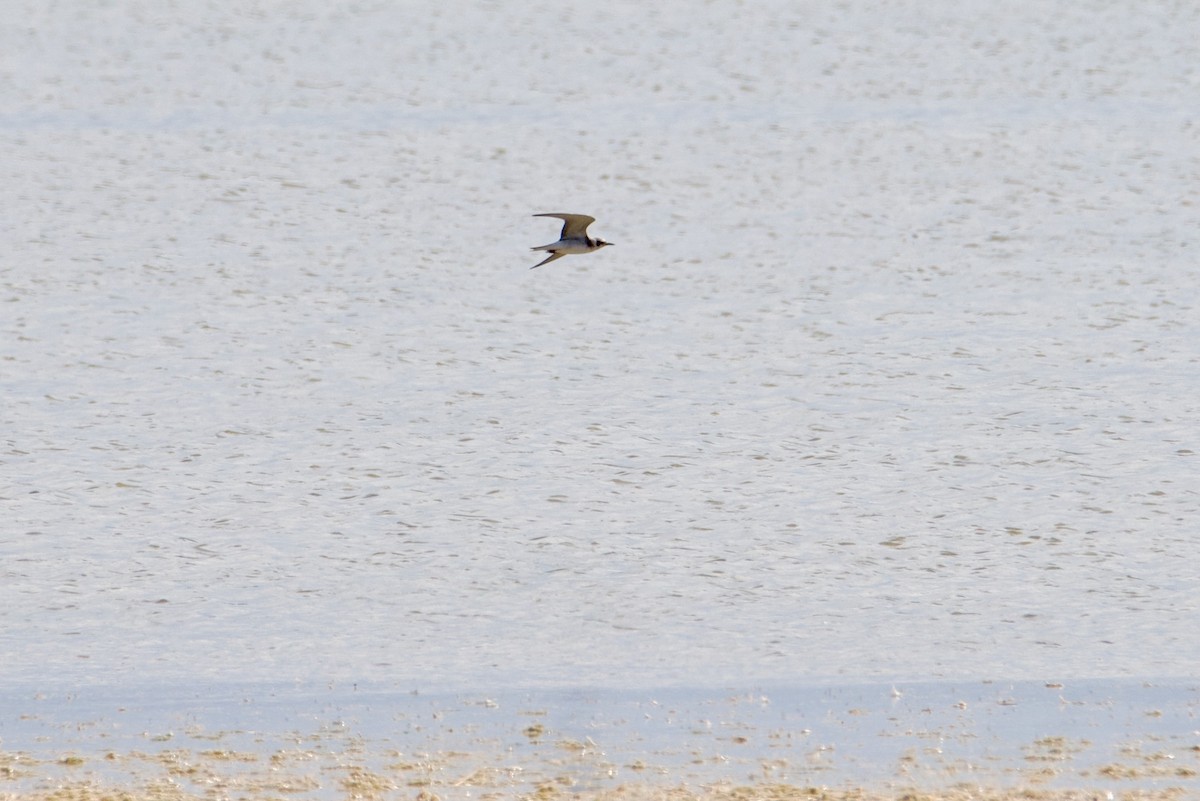 Trauerseeschwalbe - ML641515004