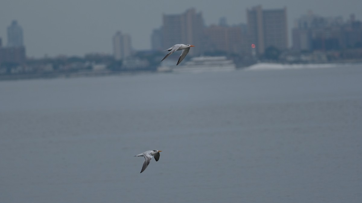 Royal Tern - ML641515006