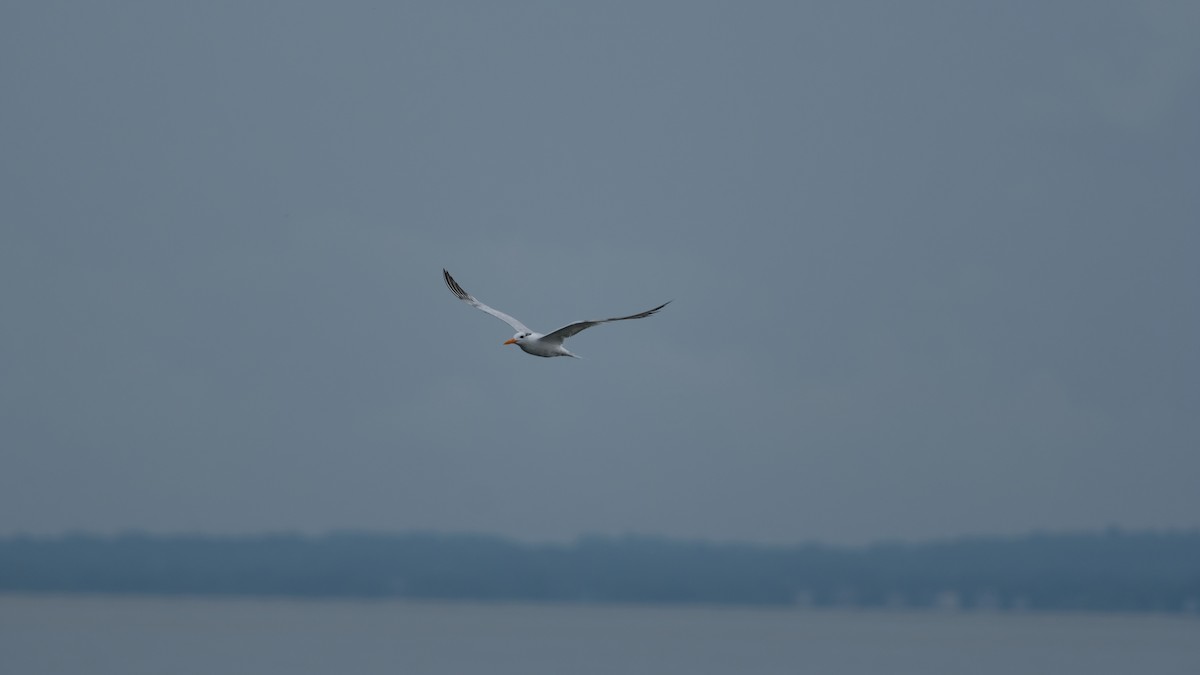Royal Tern - ML641515014
