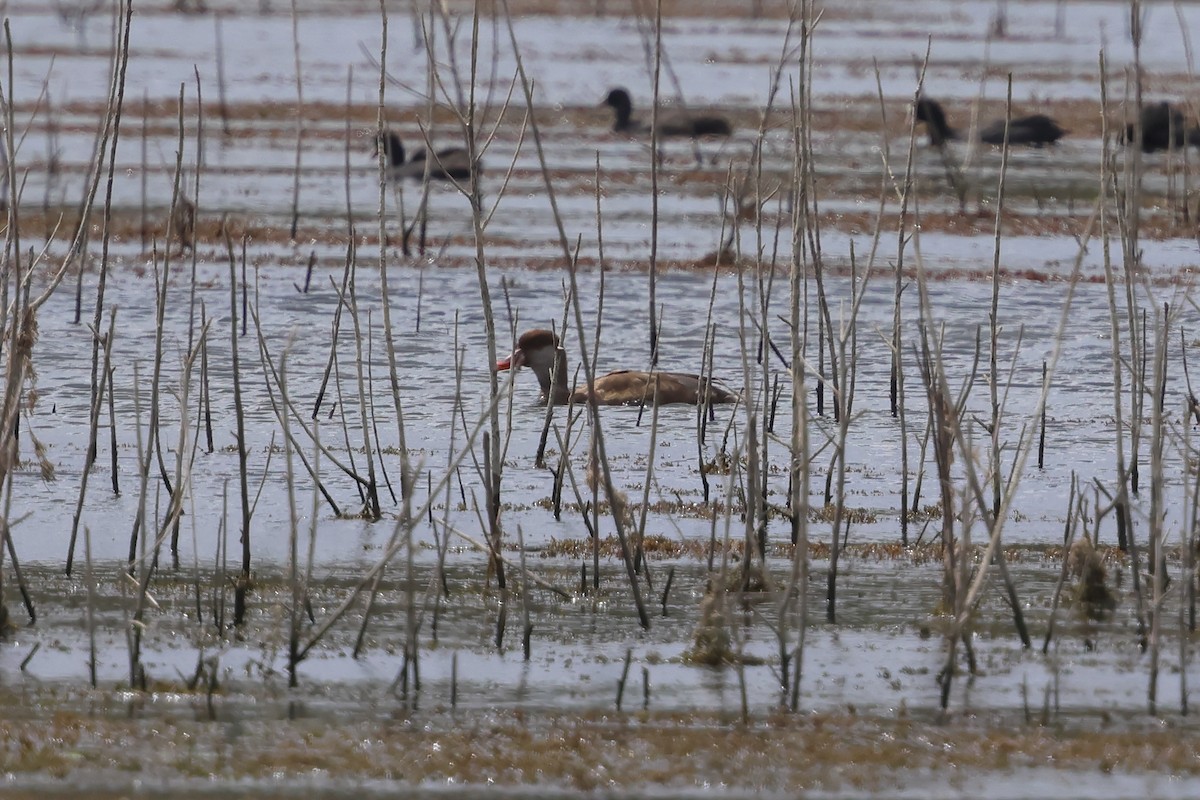 Red-crested Pochard - ML641515020