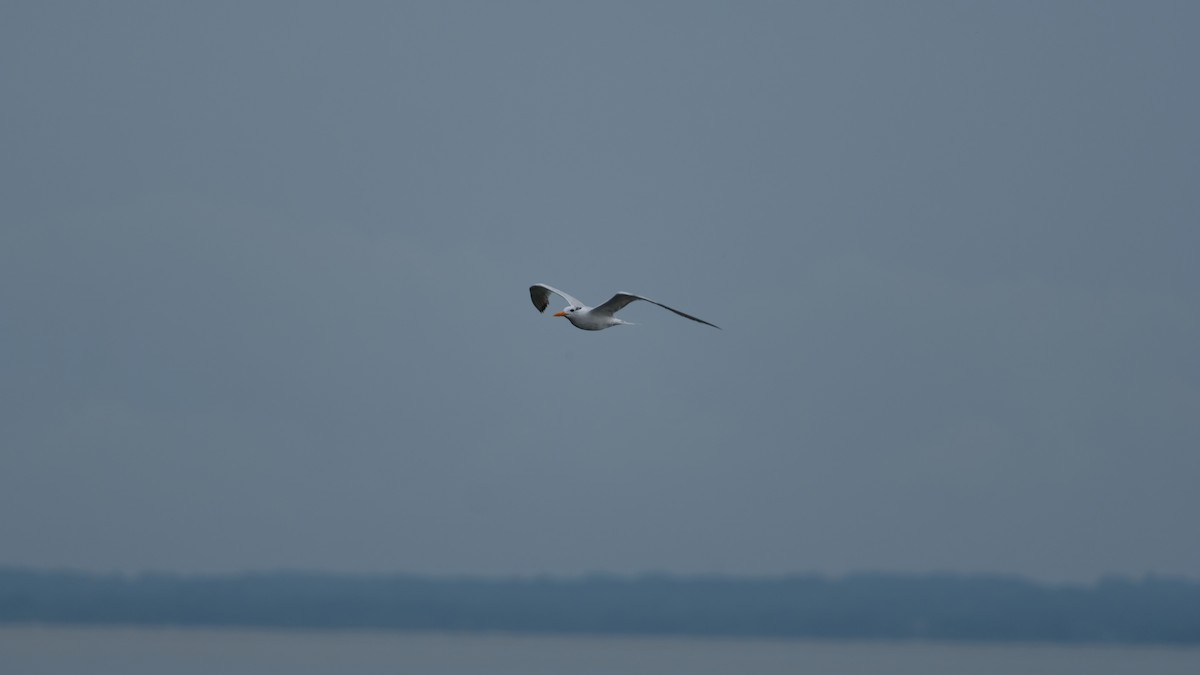 Royal Tern - ML641515022
