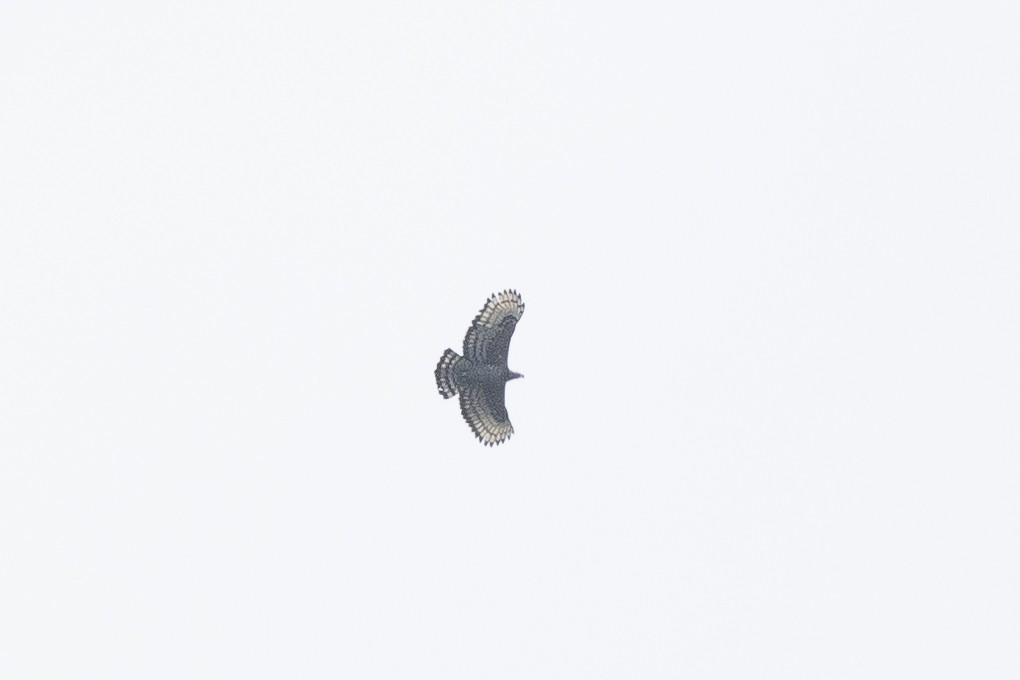 Crowned Eagle - ML641515033
