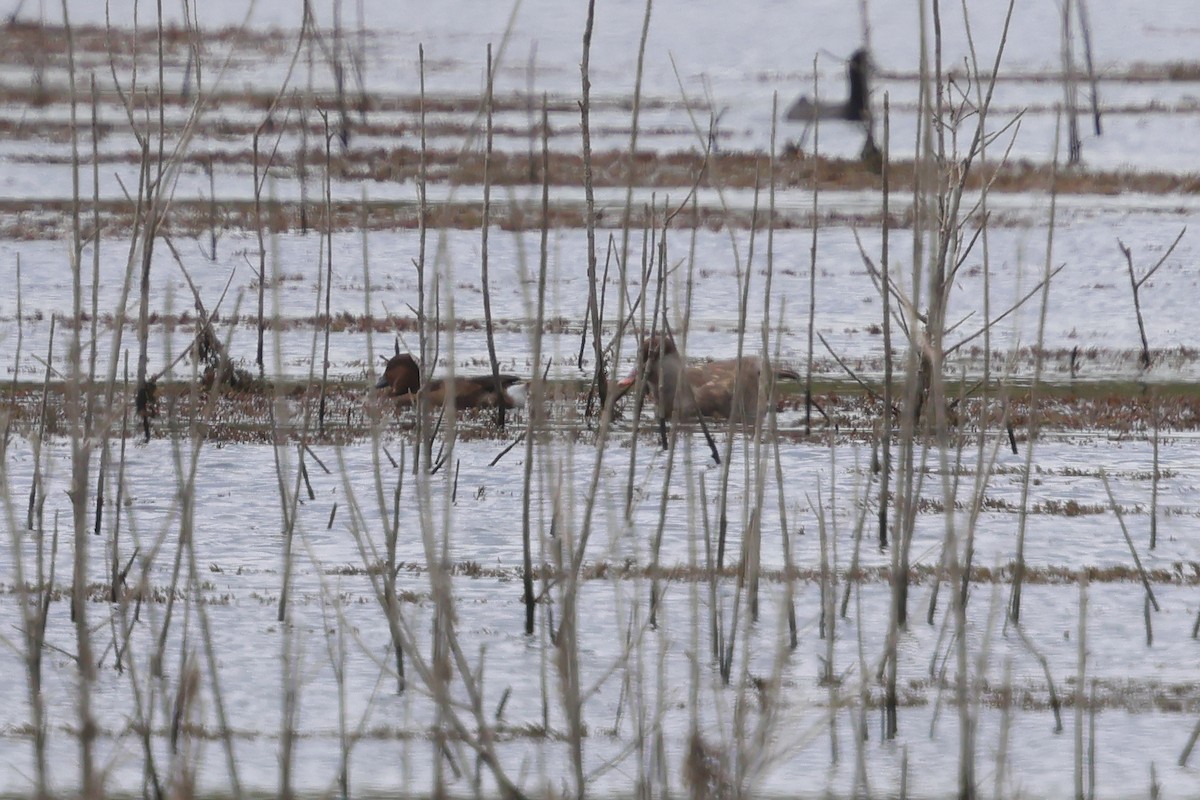 Ferruginous Duck - ML641515045