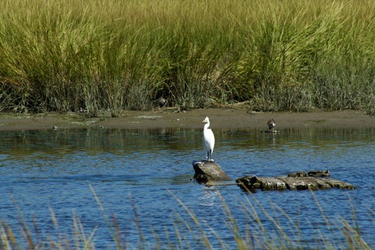 Great Egret - ML641515048