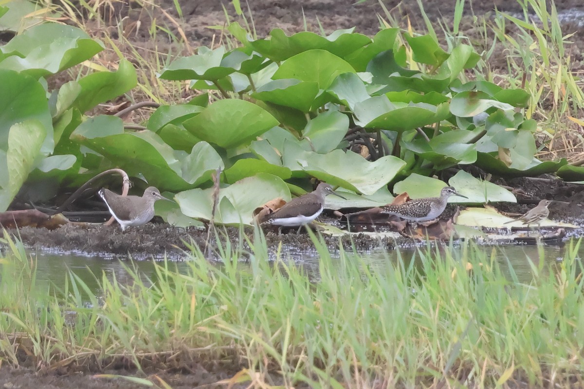 Green Sandpiper - ML641515066