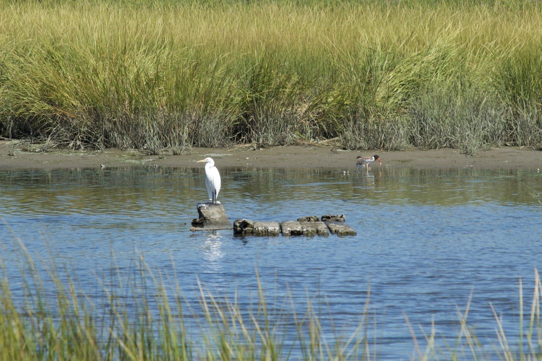 Great Egret - ML641515088