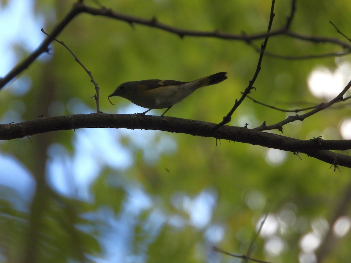 American Redstart - ML641515094
