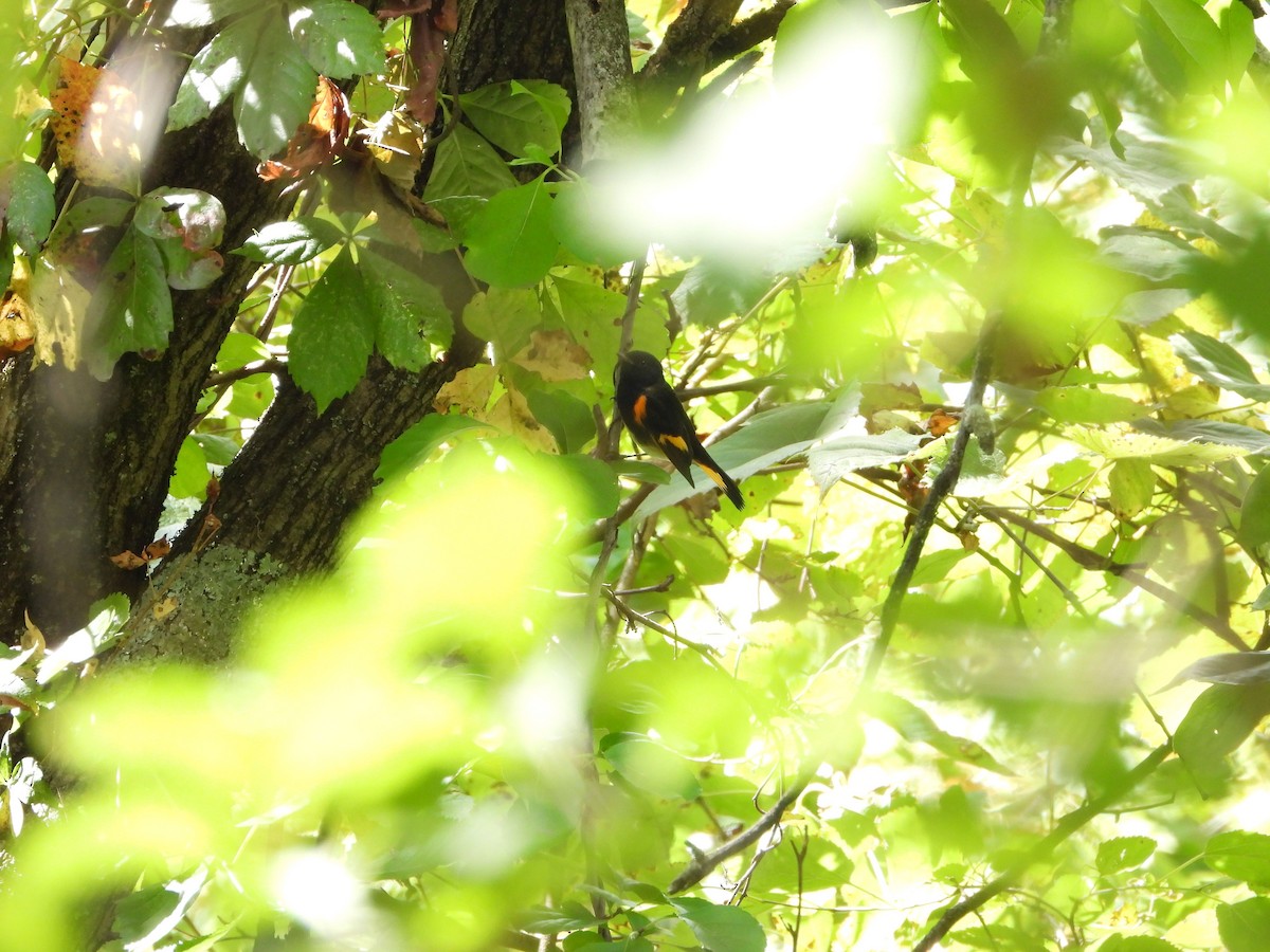 American Redstart - ML641515095