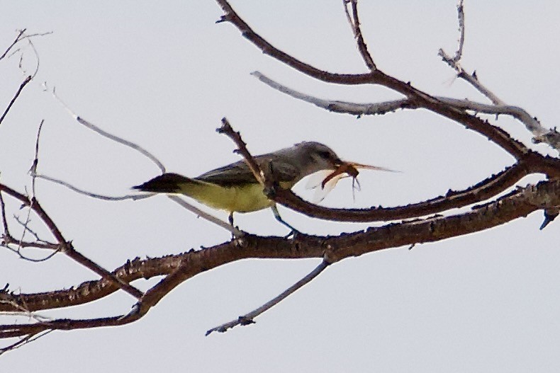 Western Kingbird - ML641515116