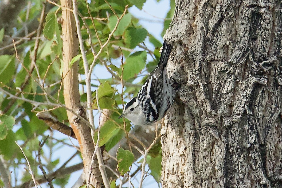 Black-and-white Warbler - ML641515147