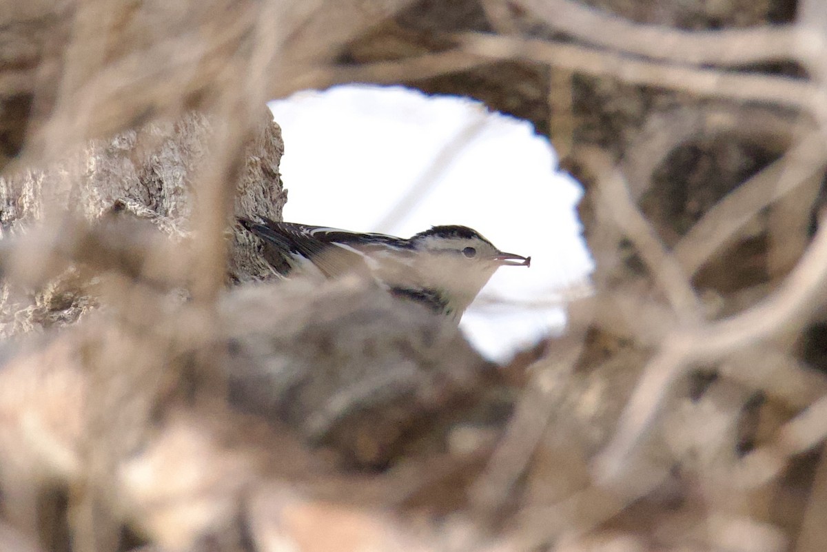 Black-and-white Warbler - ML641515148
