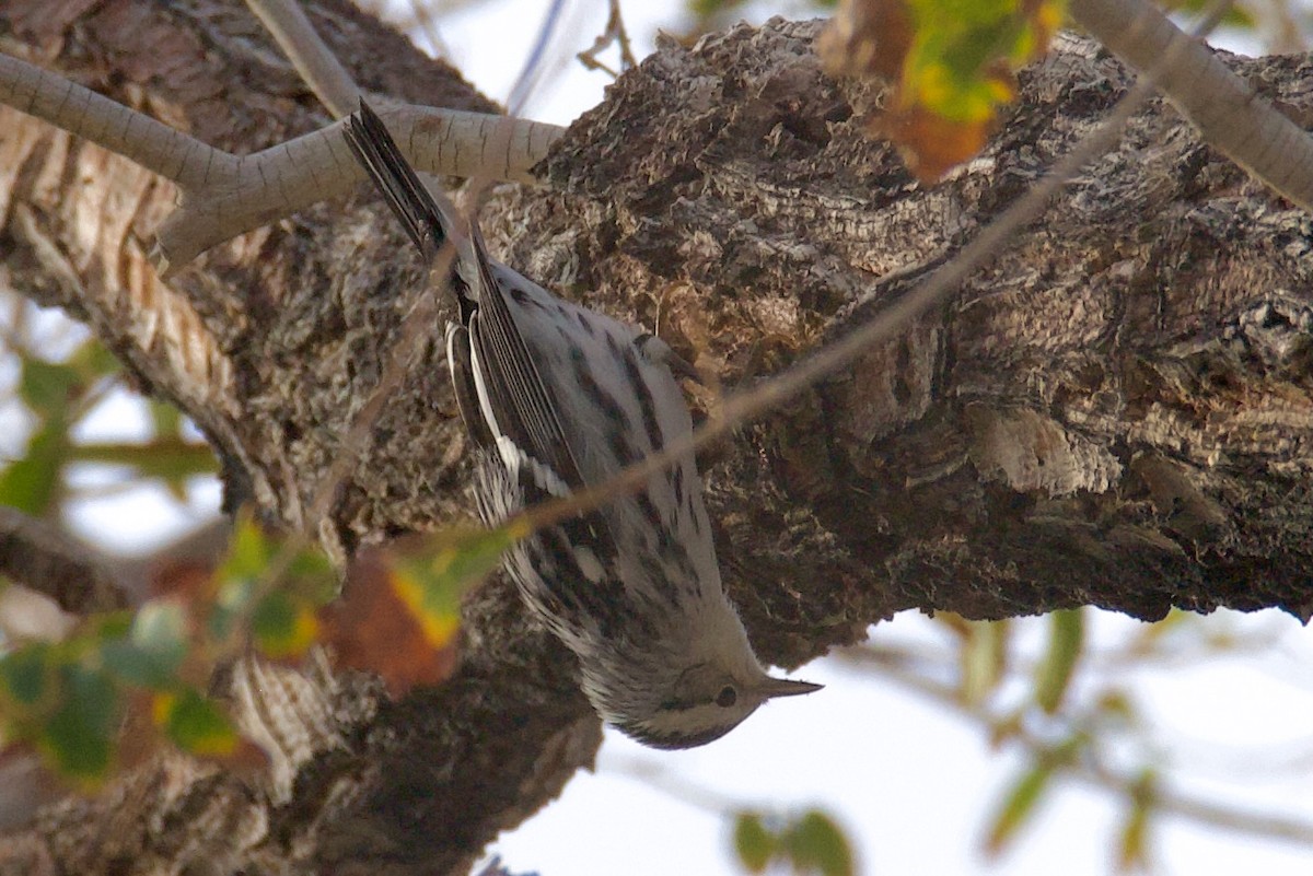 Black-and-white Warbler - ML641515149