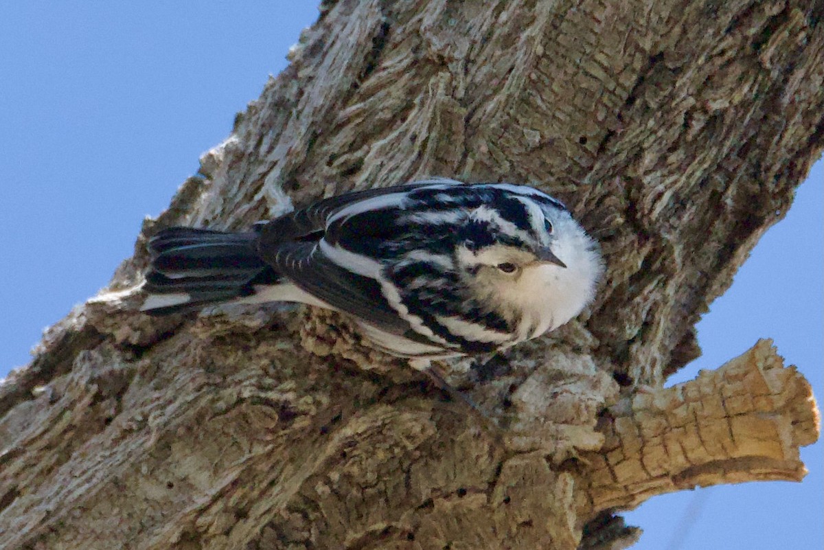 Black-and-white Warbler - ML641515150