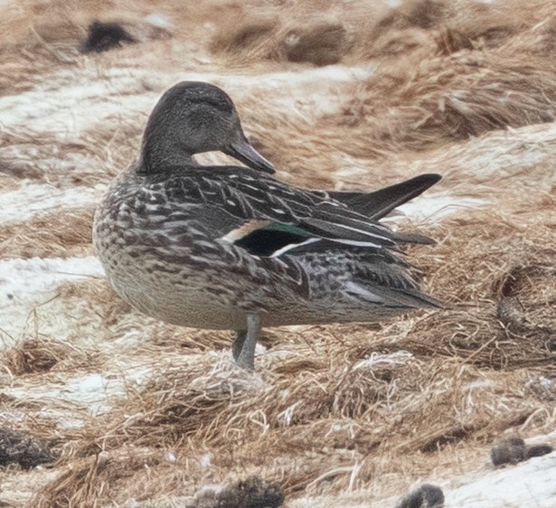 Green-winged Teal - ML641515176
