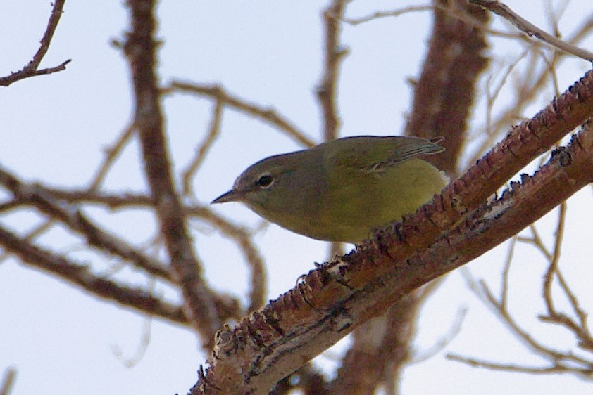Orange-crowned Warbler - ML641515178