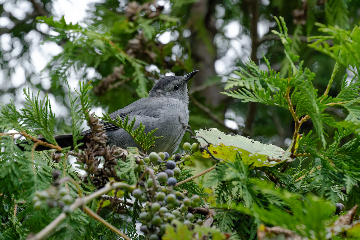 Gray Catbird - ML641515194