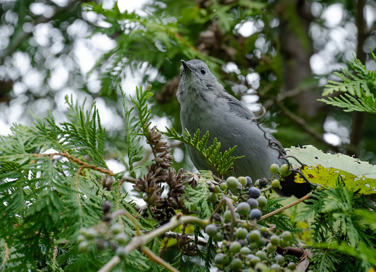 Gray Catbird - ML641515195