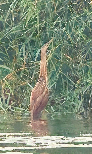 American Bittern - ML641515196