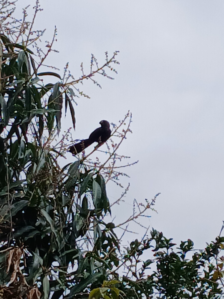 Smooth-billed Ani - ML641515238