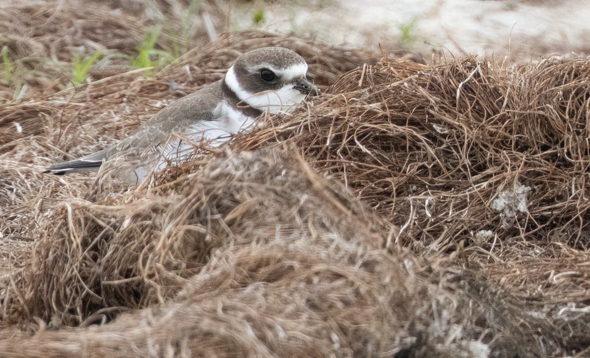 Semipalmated Plover - ML641515260