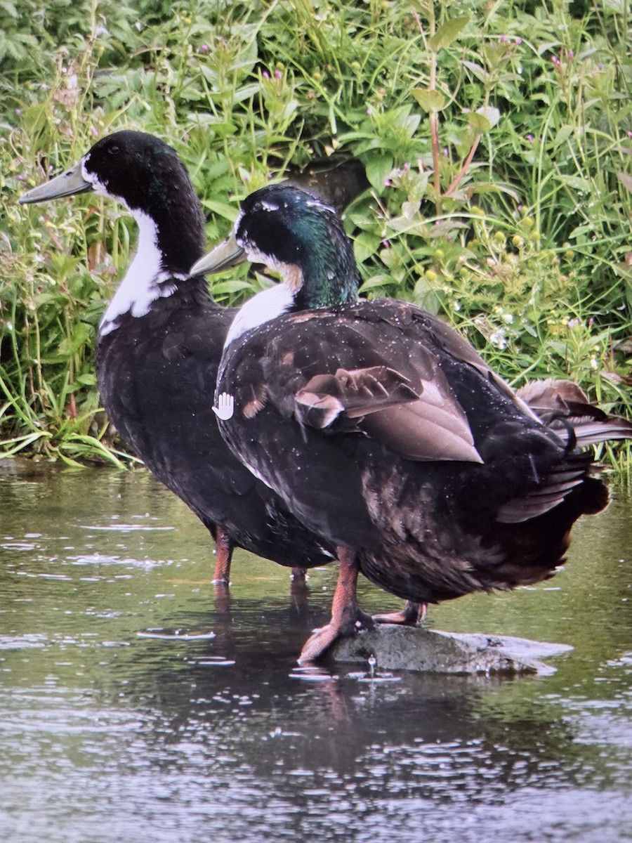 Mallard (Domestic type) - ML641515288