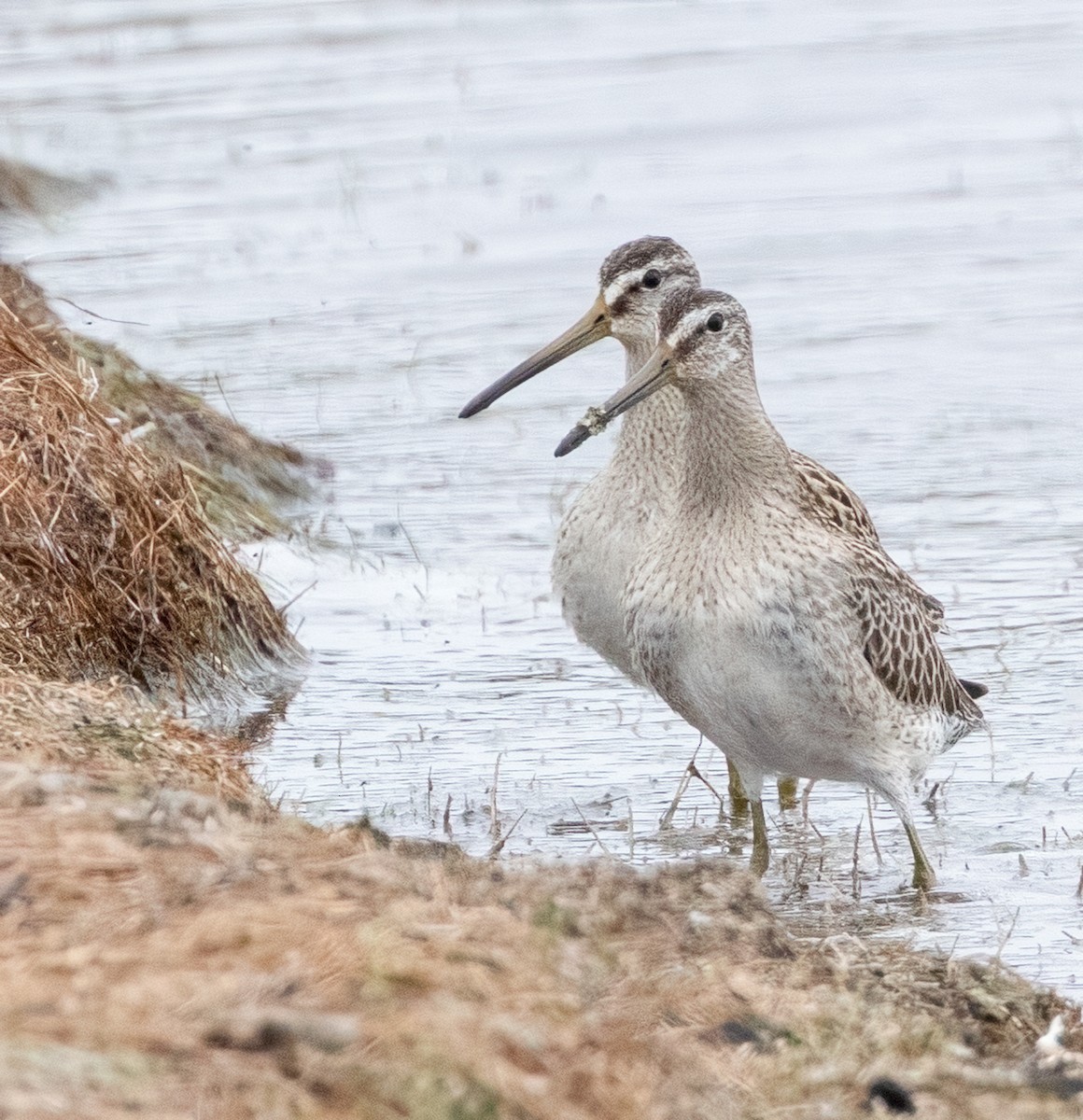 Short-billed/Long-billed Dowitcher - ML641515289