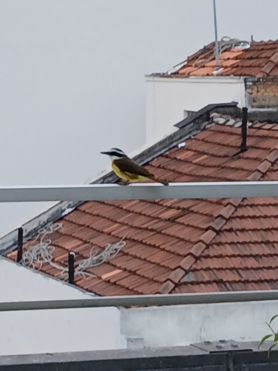 Great Kiskadee - ML641515294