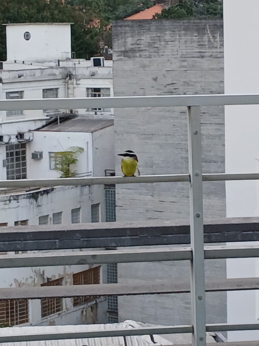 Great Kiskadee - ML641515298