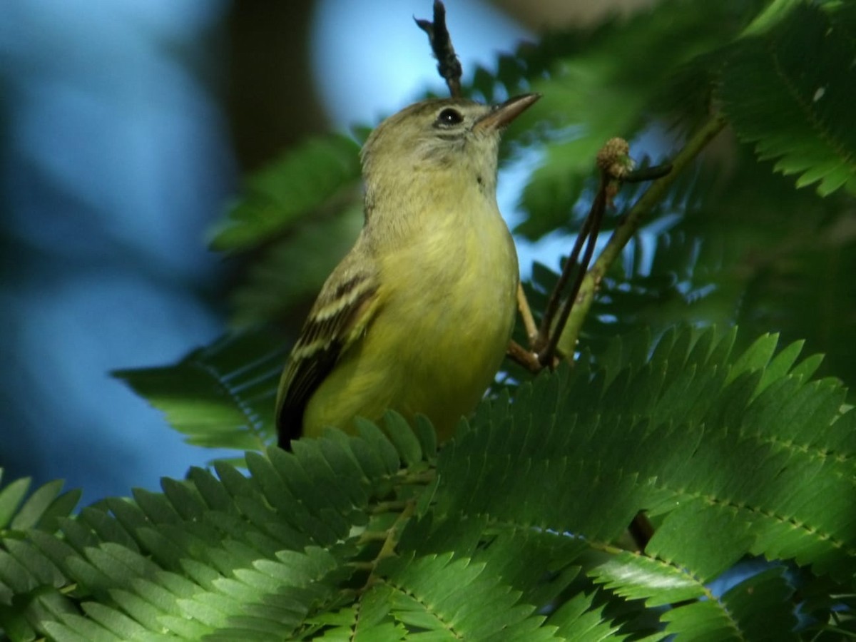 Southern Beardless-Tyrannulet - ML641515311