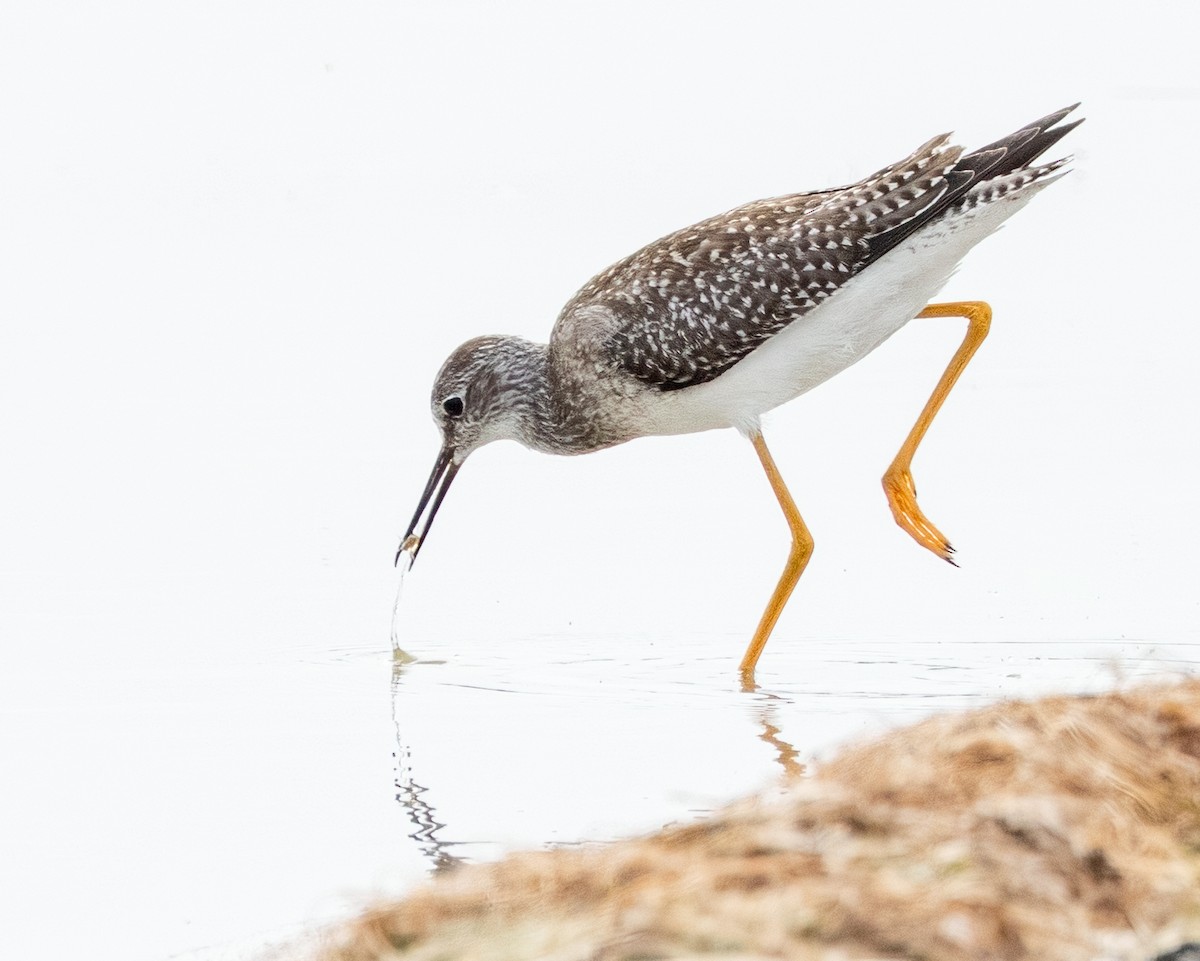 Lesser Yellowlegs - ML641515312