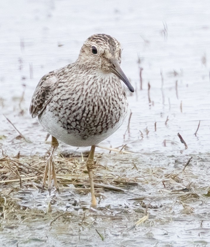 Pectoral Sandpiper - ML641515341
