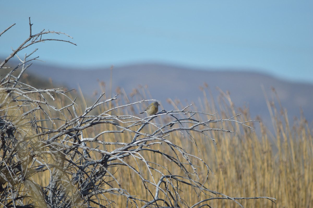 Gray-hooded Sierra Finch - ML641515356