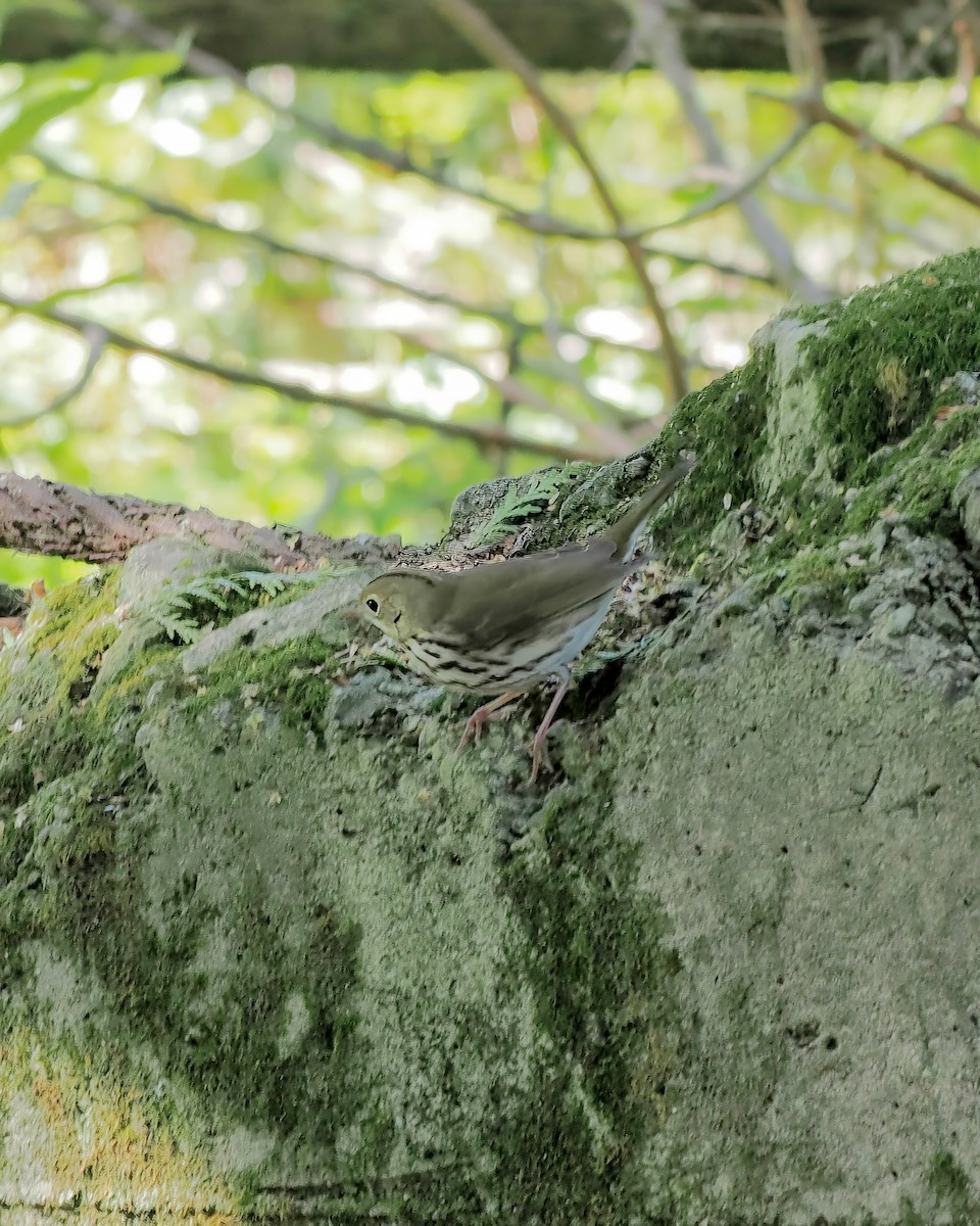 Ovenbird - ML641515365