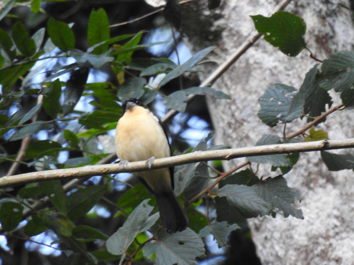 Black-goggled Tanager - ML641515372