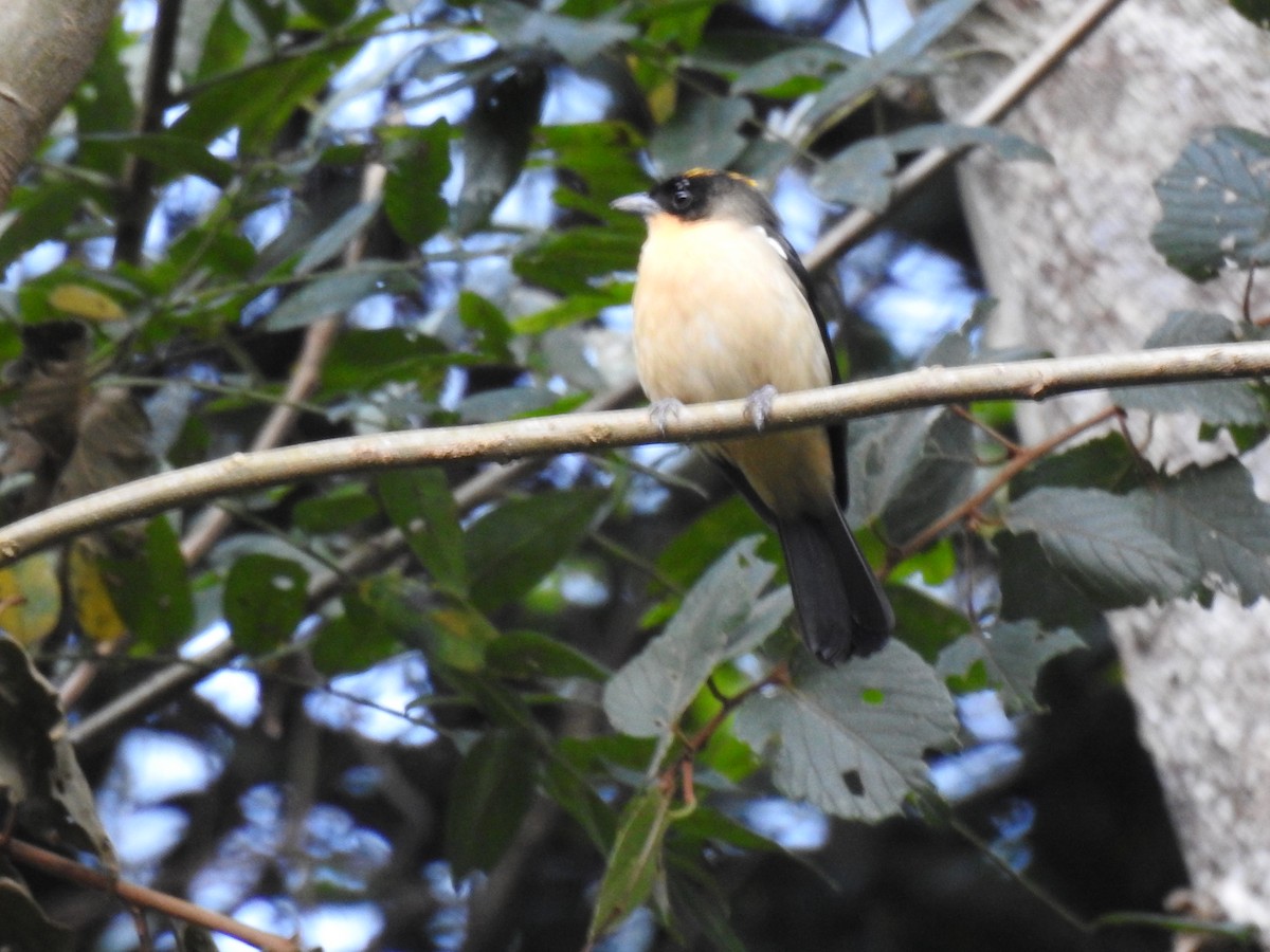 Black-goggled Tanager - ML641515373