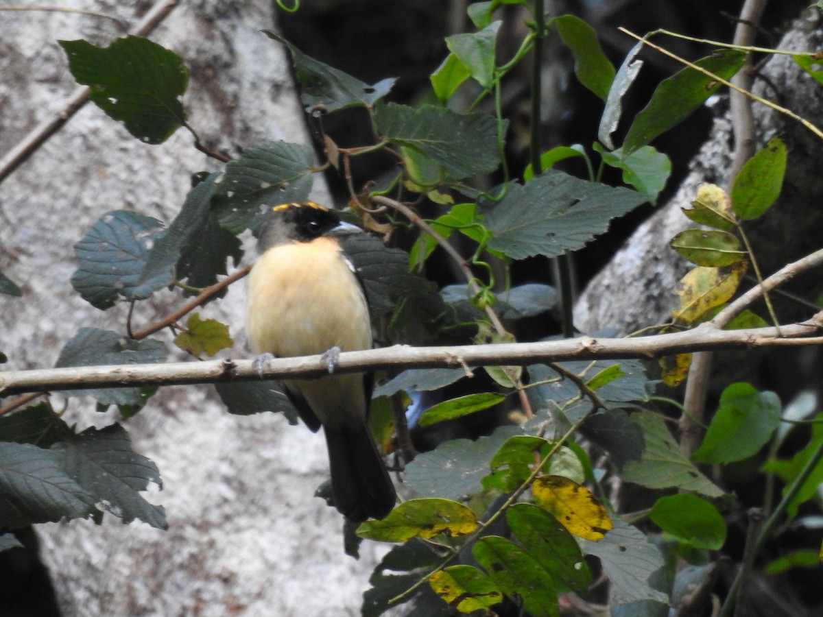 Black-goggled Tanager - ML641515374