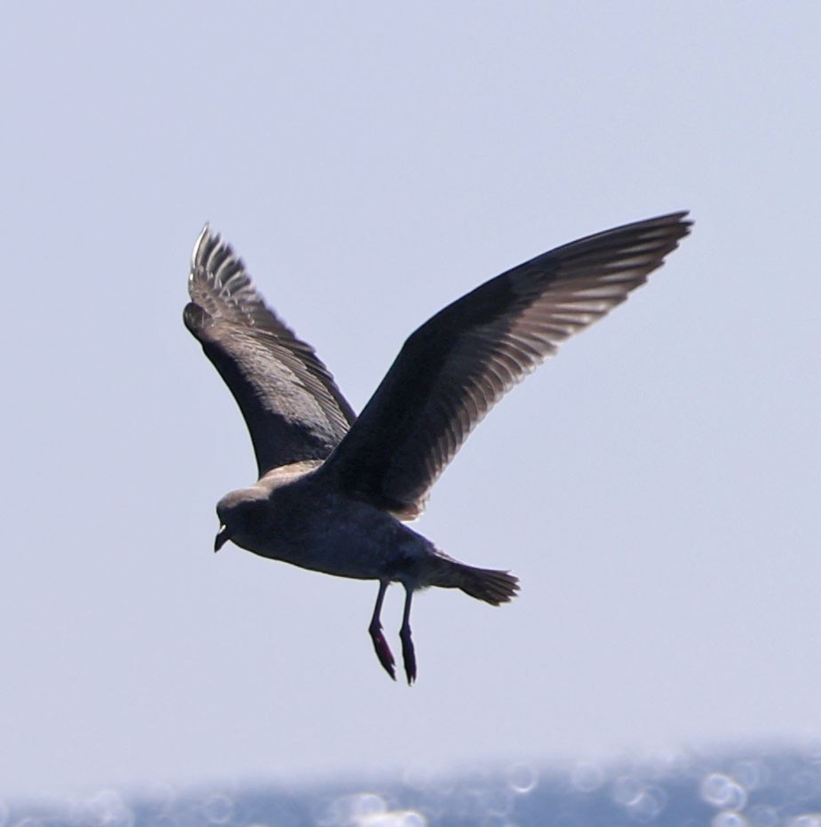 Heermann's Gull - ML641515398