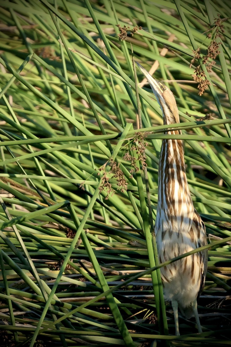 American Bittern - ML641515415
