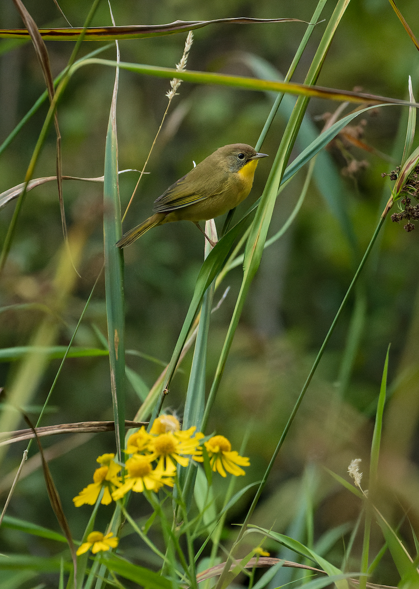 Common Yellowthroat - ML641515469