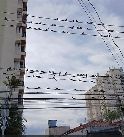 Plain Parakeet - ML641515504