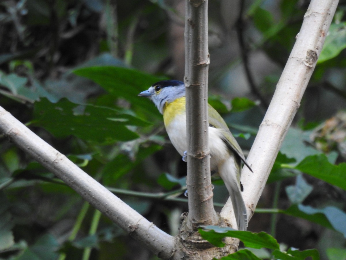 Green-backed Becard - ML641515513
